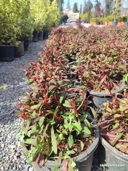 Kayseri Peyzaj Bahçe Düzenleme Garde The Garden