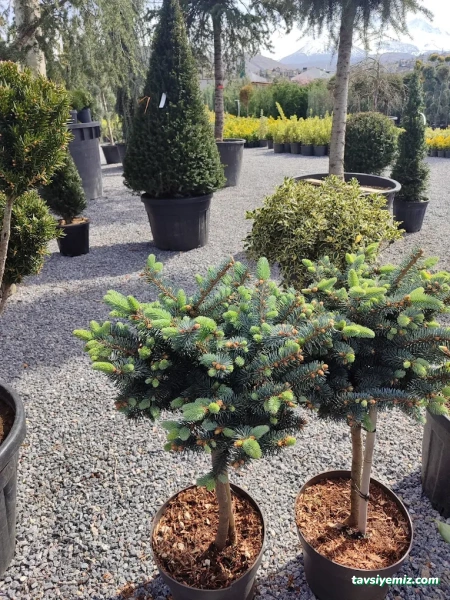 Kayseri Peyzaj Bahçe Düzenleme Garde The Garden