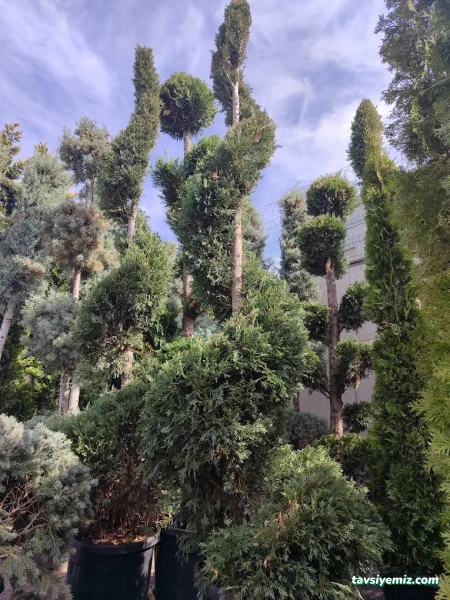 Kayseri Peyzaj Bahçe Düzenleme Garde The Garden