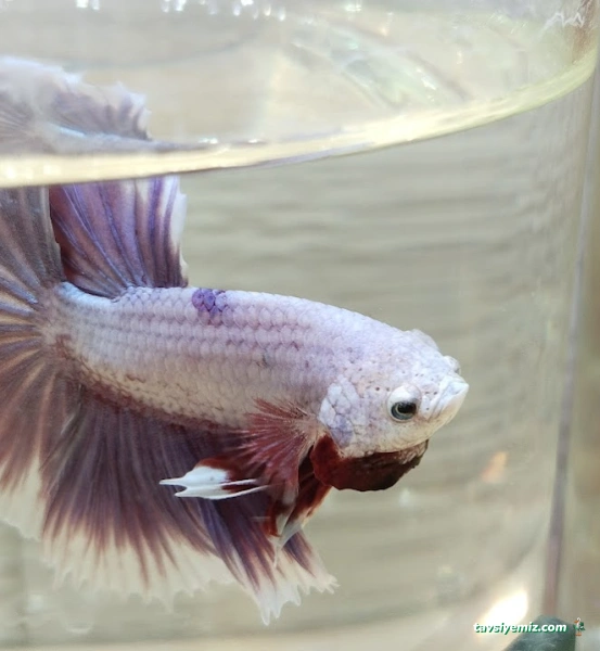 Kayseri Talas Pet Center