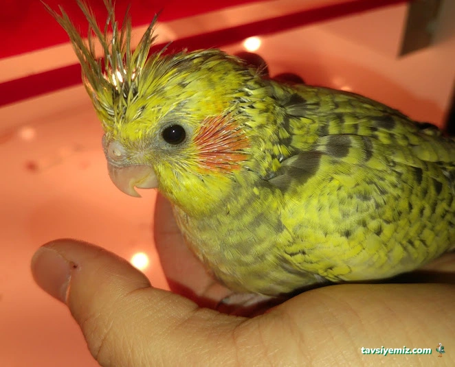 Kayseri Talas Pet Center