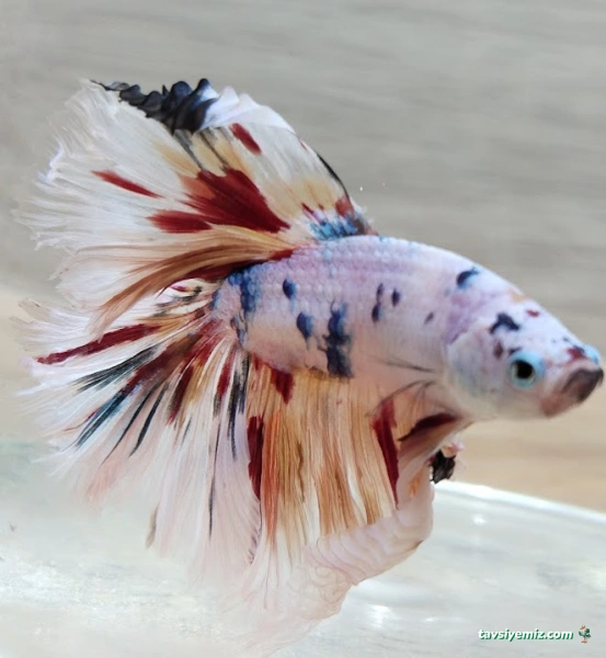 Kayseri Talas Pet Center