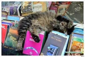 Kedi Sahaf Radyo Kafe