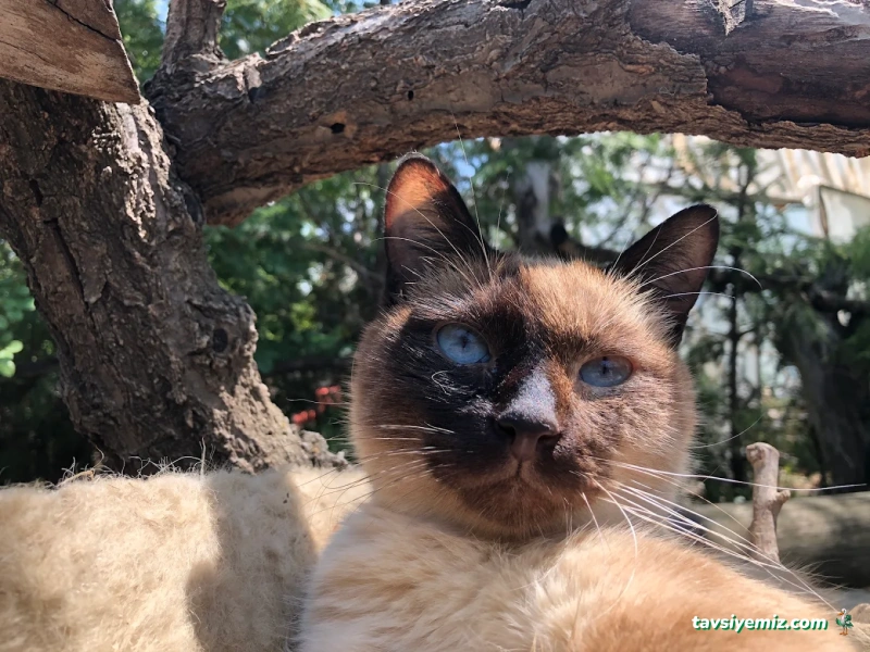 Kılıçarslan Veteriner Kliniği