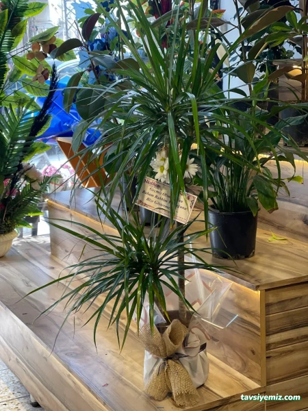 Kilis Neslihan Çiçek Galerisi Peyzaj Organizasyon