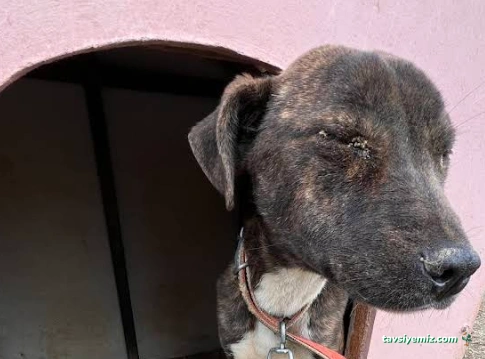 Kırıkkale Belediyesi Evcil Hayvan Barınağı