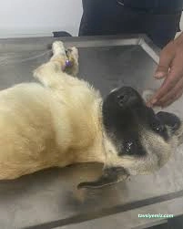 Kırşehir Yaşam Pet Veteriner Kliniği