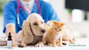 Kırşehir Yaşam Pet Veteriner Kliniği