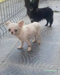 Kırşehir Yaşam Pet Veteriner Kliniği