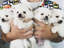 Kırşehir Yaşam Pet Veteriner Kliniği