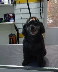 Kokoş Pet Kuaför & Petshop Yalova