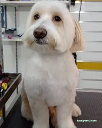 Kokoş Pet Kuaför & Petshop Yalova