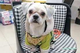 Kokoş Pet Kuaför & Petshop Yalova