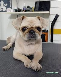 Kokoş Pet Kuaför & Petshop Yalova