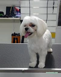 Kokoş Pet Kuaför & Petshop Yalova