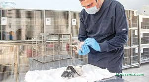 Konak Belediyesi Hayvan Sağlığı Merkezi