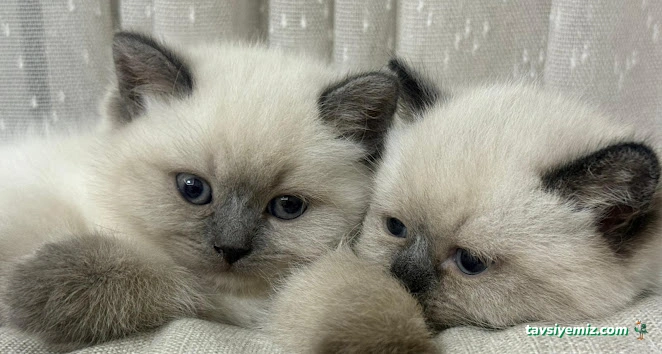 Konya-Pet Veteriner Kliniği. | Acil |Veteriner İlaç|Konya Veteriner | Nöbetçi Veteriner