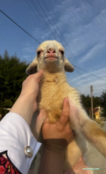 Konya-Pet Veteriner Kliniği. | Acil |Veteriner İlaç|Konya Veteriner | Nöbetçi Veteriner