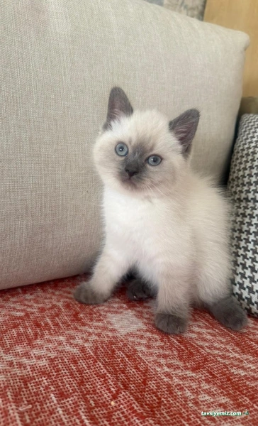 Konya-Pet Veteriner Kliniği. | Acil |Veteriner İlaç|Konya Veteriner | Nöbetçi Veteriner