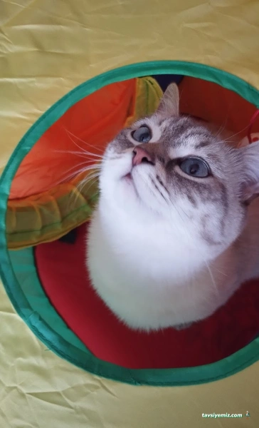 Konya-Pet Veteriner Kliniği. | Acil |Veteriner İlaç|Konya Veteriner | Nöbetçi Veteriner