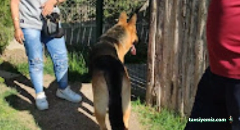 Köpek Koleji Ankara