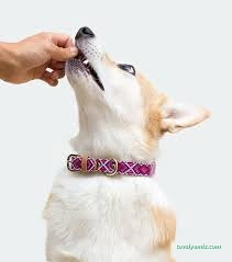 Kral Petshop , Akvaryum &Pethotel