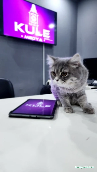 Kule Medya Dijital Reklam Ajansı