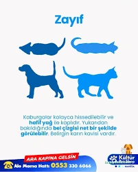 Kültür Petshop Alo Mama Hattı