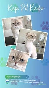 Kupi Pet Kuaför & Pet Cafe