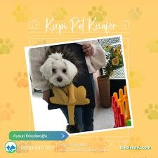 Kupi Pet Kuaför & Pet Cafe