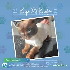 Kupi Pet Kuaför & Pet Cafe