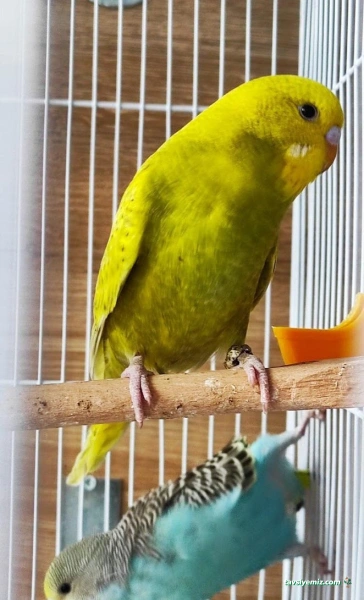 Kuş Dünyası Pet Shop