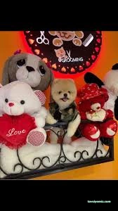 Love Pet Kuaför Otel Shop