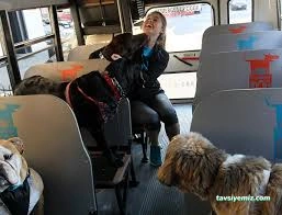 Love Pet Kuaför Otel Shop