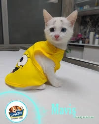 Lovepet Veteriner Kliniği