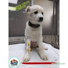 Lovepet Veteriner Kliniği