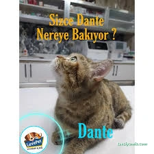 Lovepet Veteriner Kliniği