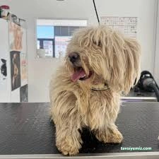 Lüleburgaz Pati Pet Kuaförü Spa Butik Petshop Cafe Club