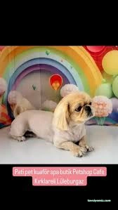 Lüleburgaz Pati Pet Kuaförü Spa Butik Petshop Cafe Club