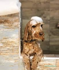 Lüleburgaz Pati Pet Kuaförü Spa Butik Petshop Cafe Club