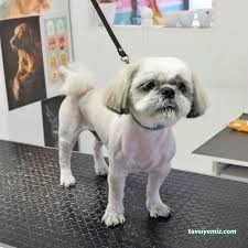 Lüleburgaz Pati Pet Kuaförü Spa Butik Petshop Cafe Club