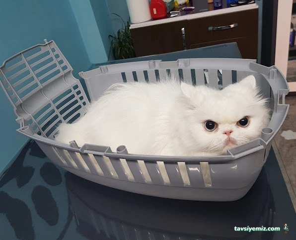 Malatya Tecde Çağlar Veteriner Kliniği