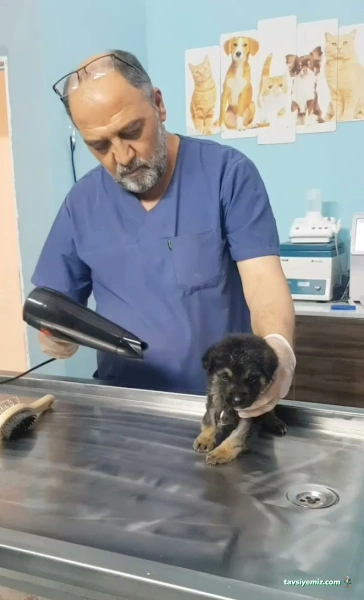 Malatya Tecde Çağlar Veteriner Kliniği