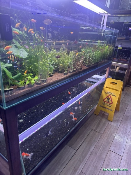 Malawi İzmir Akvaryum Ve Pet Ürünleri