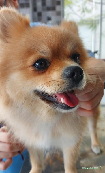 Manavgat Veteriner Kliniği