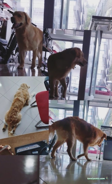 Manavgat Veteriner Kliniği