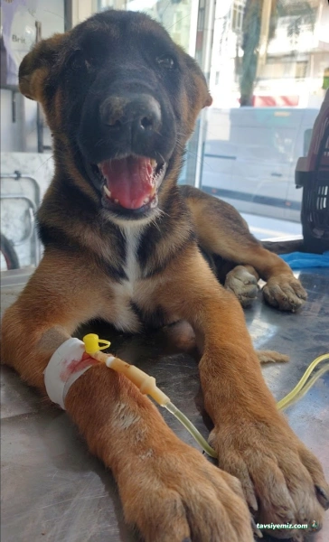 Manavgat Veteriner Kliniği