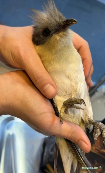 Manavgat Veteriner Kliniği