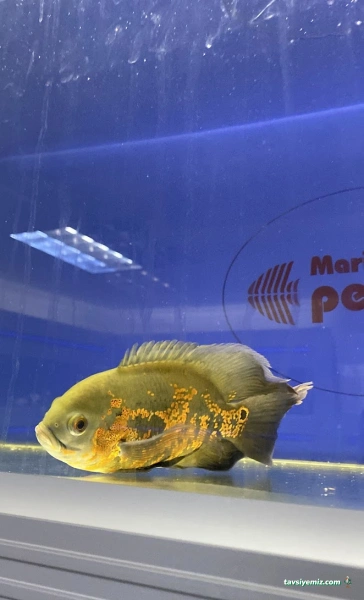 Marina Petshop