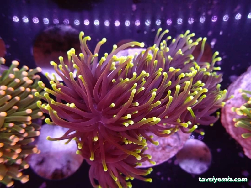 Marıne Akvaryum Sıstemlerı